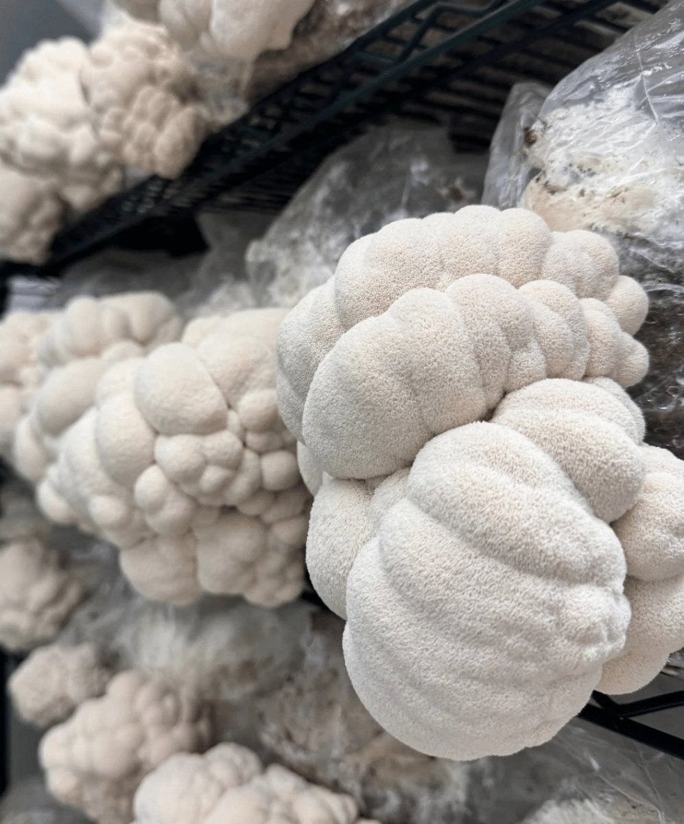 Extrait de Lion's Mane - AKA