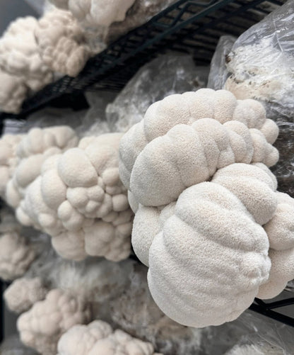 Extrait de Lion's Mane - AKA