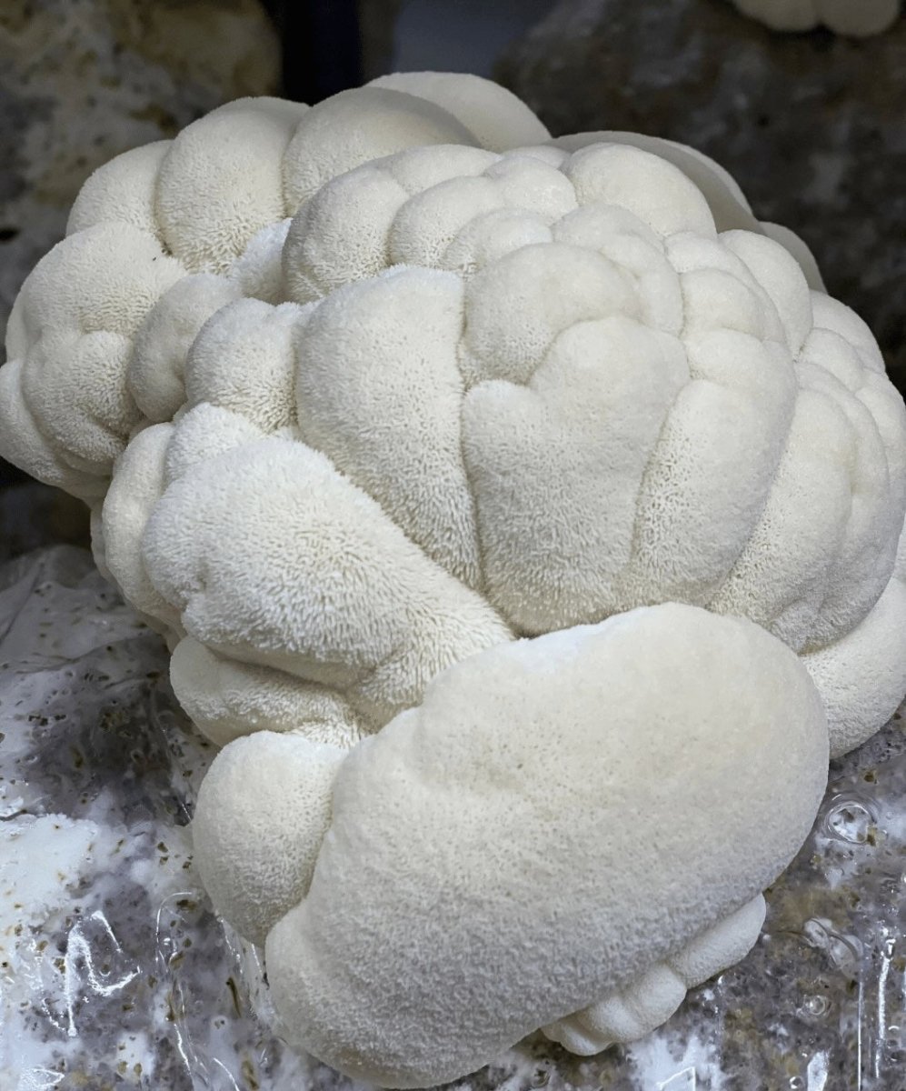 Extrait de Lion's Mane - AKA